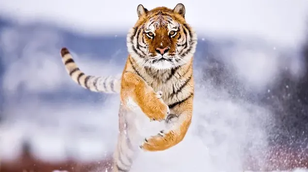 Imposante tijger die op besneeuwde grond rent 8K achtergrond