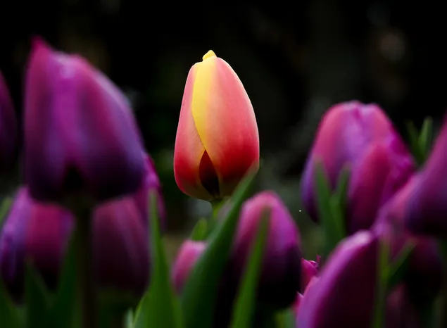 Impresionante vista de tulipanes