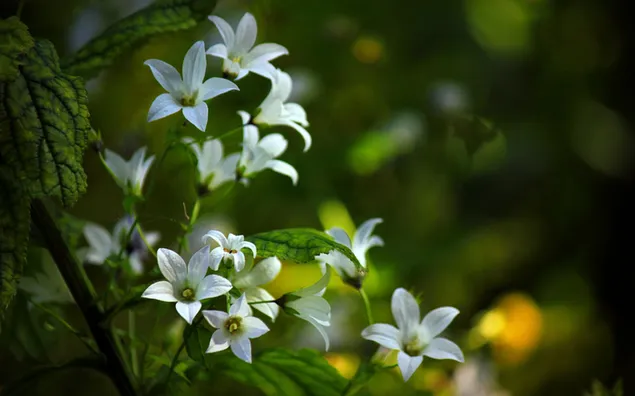 Increíble fondo de flores blancas