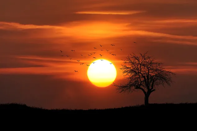 Increíble sol de puesta de sol junto a árboles y pájaros en el cielo