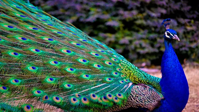 Indian Peacock download