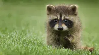 Innocent Baby Racoon 4K ozadje