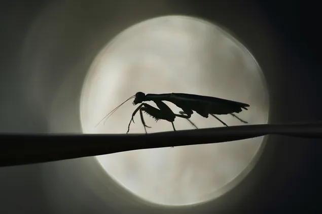 Insect in maanverlichte nacht