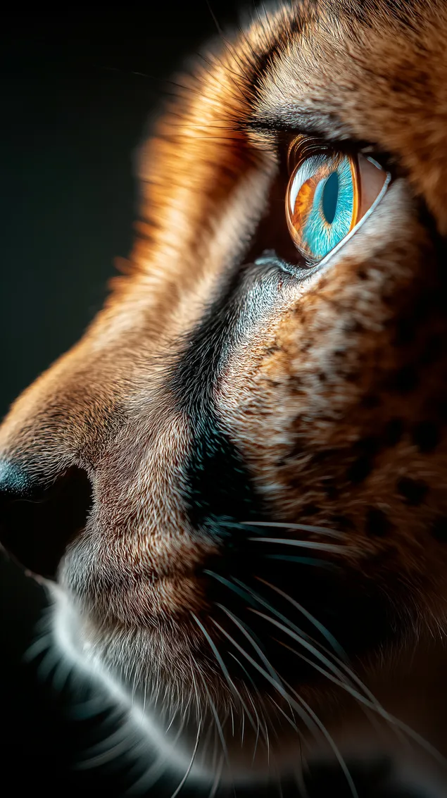 intenzivny makrozaber gepardich oci s azurovou duhovkou stiahnut