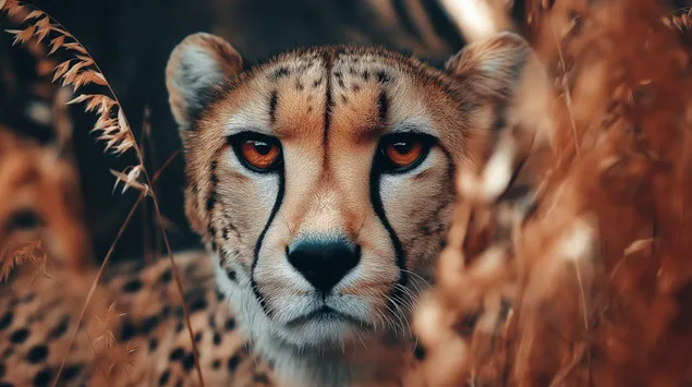 Tapeta Intenzivní souboj geparda tváří v tvář v savaně 2K