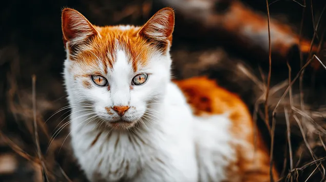 Интензивна мачја пажња: Величанствена мачка у природном окружењу 2K позадина