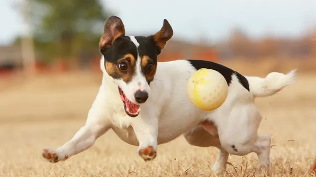 잭 러셀 테리어 2K 배경화면