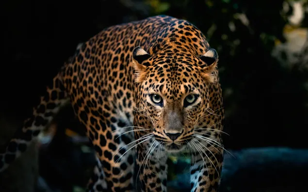 Jaguar auf der Jagd herunterladen