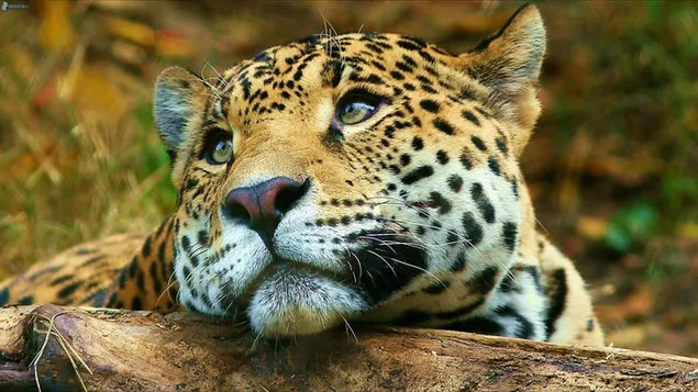 jaguar grande lindo gato salvaje