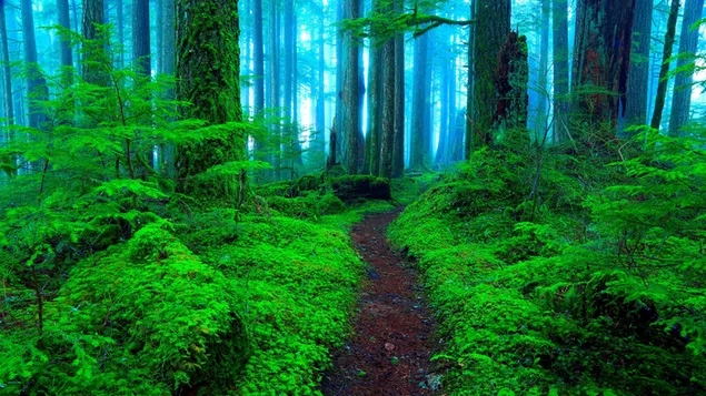 Jalan terbengkalai di hutan hijau unduhan