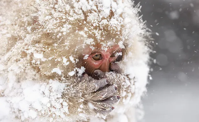 Japanischer Makakenaffe, der versucht, ihre Hände zu wärmen, während er im Winter im Schnee vor verschwommenem Hintergrund kalt ist 2K Hintergrundbild