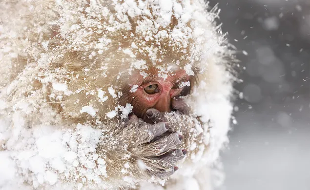 Mono macaco japonés tratando de calentar sus manos mientras hace frío en la nieve en invierno contra un fondo borroso 2K fondo de pantalla