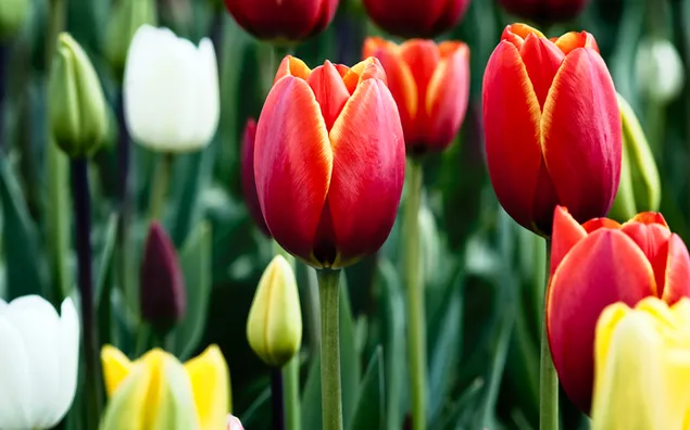 Jardín de coloridos tulipanes