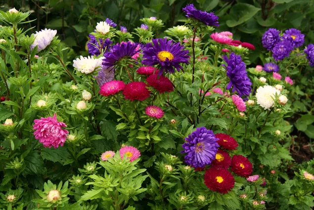 Jardín de flores de colores