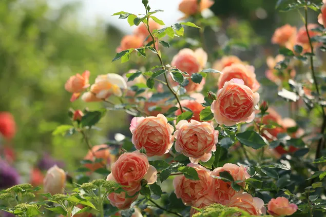 jardín de rosas rosadas