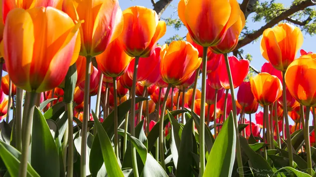 Jardín de tulipanes naranjas