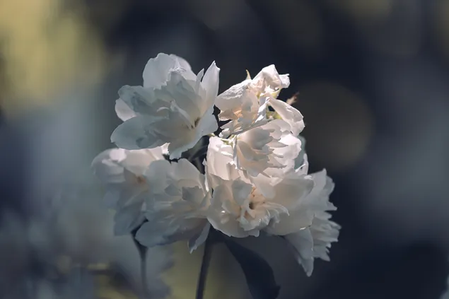 Tapete mit Jasminblüten 4K Hintergrundbild