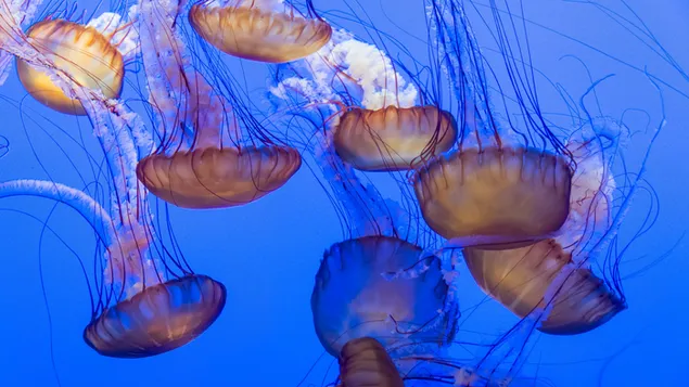 Медузи всередині океану завантажити
