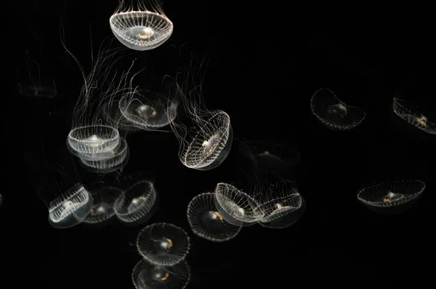 Jellyfish looking amazing in dark sea water