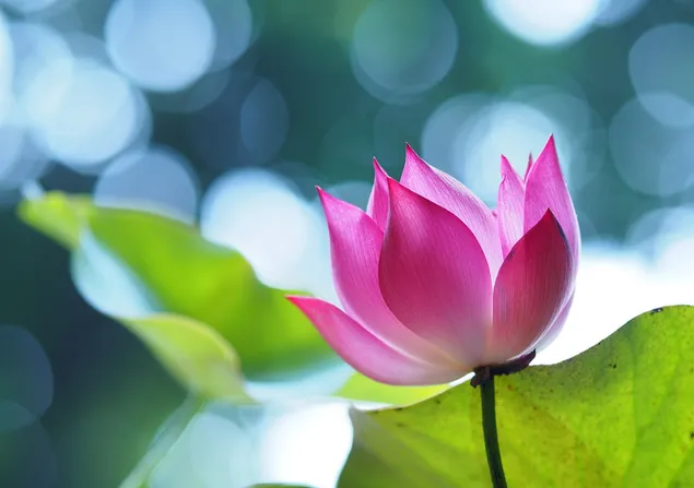 焦点が合っていない低絞りの背景クローズアップ緑の蓮の花 ダウンロード