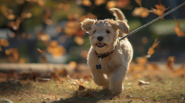 Qiu noGong Yuan deridowotsuketeZou ruXi biniMan chitaZi Quan  daunrodo