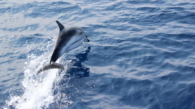 Dolfijn uit de zee springen