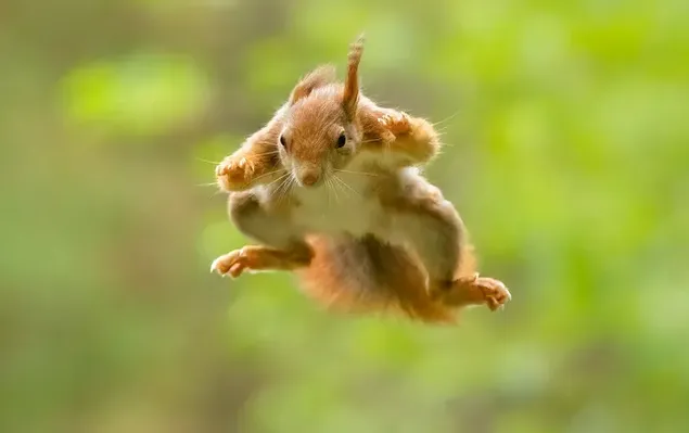 Hopp av brunt og hvitt pelsekorn mot grønn naturbakgrunn 2K bakgrunn