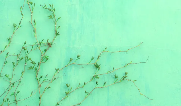 Junge Efeupflanze mit grünen Blättern, die eine hellgrüne Wand umarmen