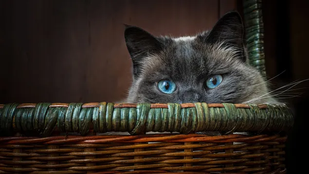Kat blauwe ogen