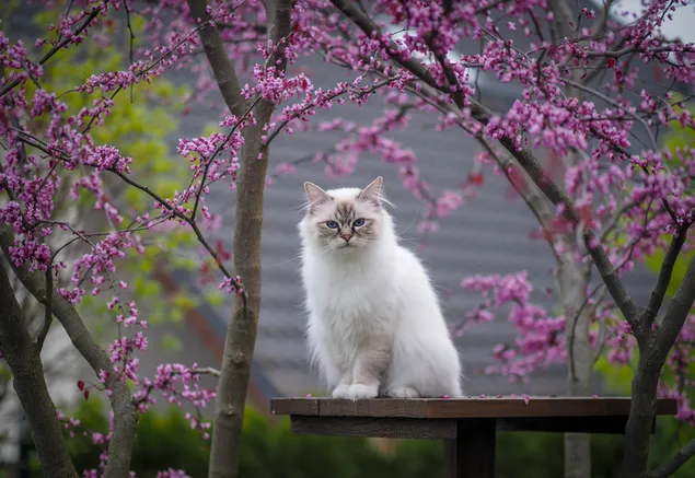 Kat en bloesem