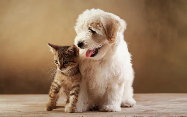 Kat, hond, schattig, puppy, dieren, kitten, grappig, vriendschap