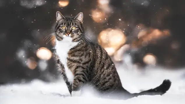 Kat in de wintersneeuw download