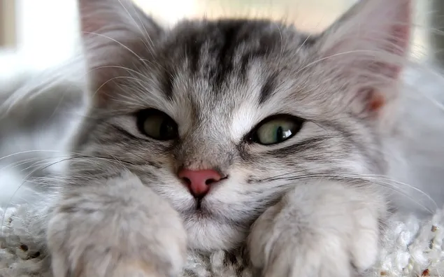Kat, kat, kitten, dier, poes, bont download