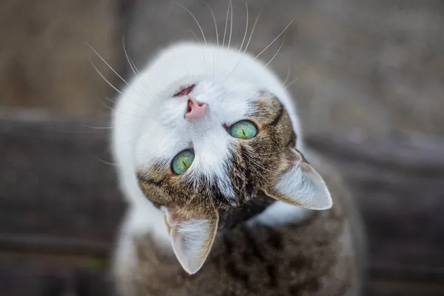 Kat met groene ogen kijkt ondersteboven