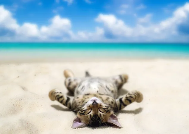 Kat zonnen zelf op het strand