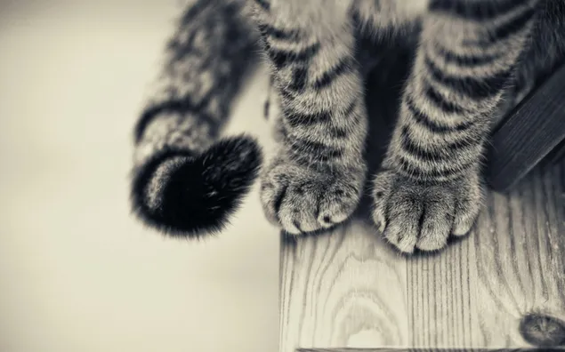 Kattenpootjes op grijs gekleurd hout download