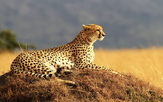 Cheetah met scherpe ogen op droog gras en grasheuvel download