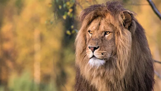 König des Dschungels 4K Hintergrundbild