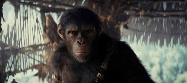 Kingdom Of The Planet Of The Apes Release In May 2024 2K wallpaper download