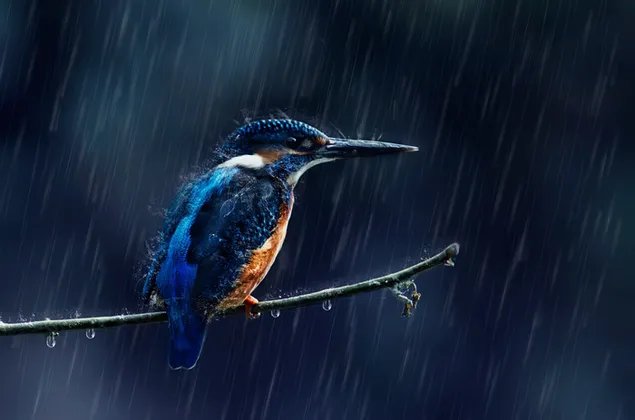 Muat turun Kingfisher dalam Hujan