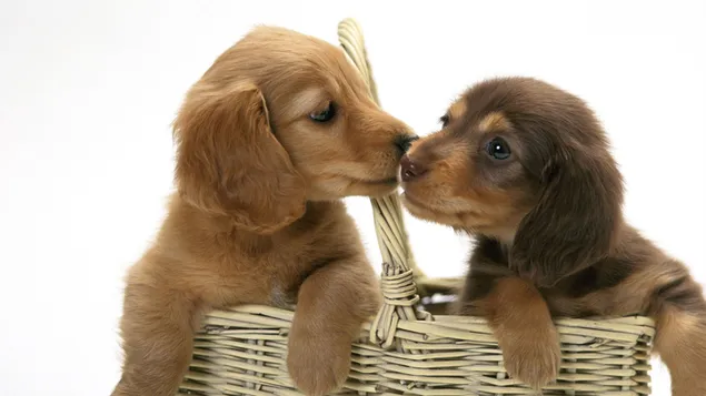 besando cachorros