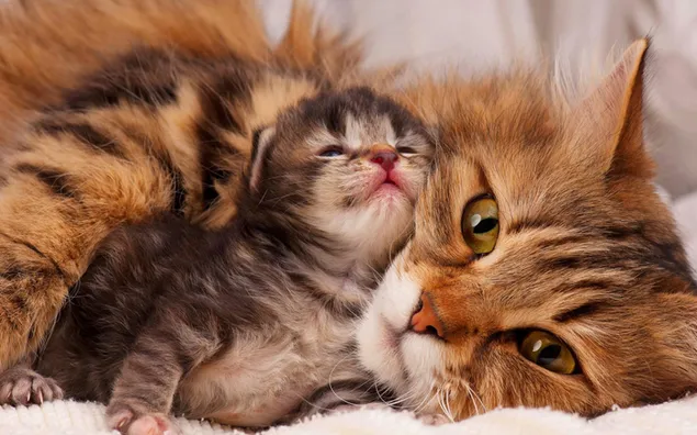 Katje en moeder grijze Britse korthaarkatten download