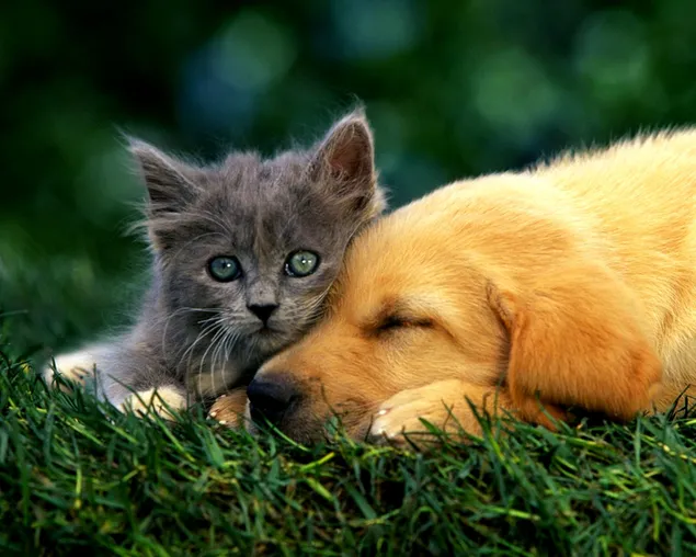 Kitten en puppy bonding HD achtergrond