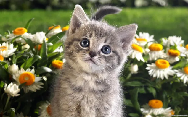 Kitten bloemen, lente, schattig, kitty