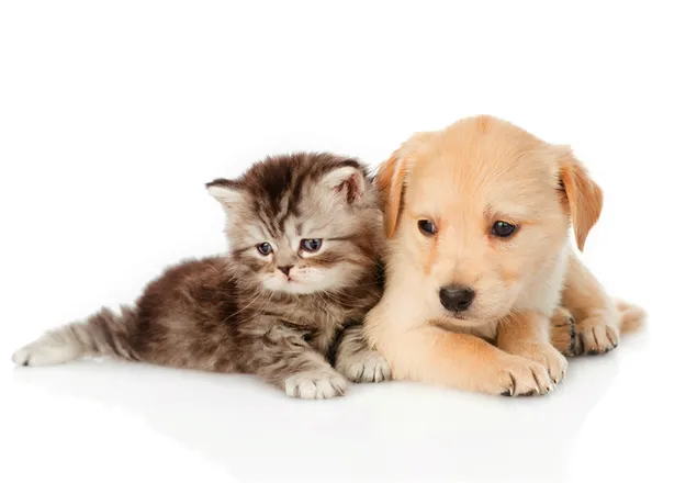 Kitten en beige puppy