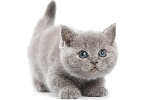 Kitten grijze Britse korthaar kat download