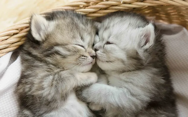 Kitten grijze Britse korthaar katten in een mand download