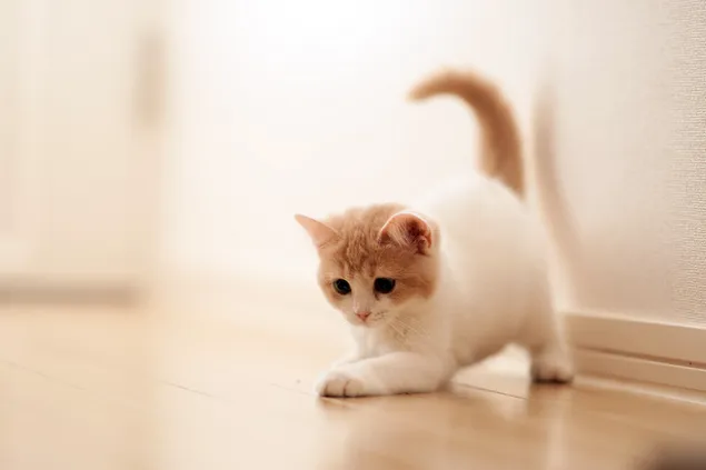 gatito jugando en el suelo