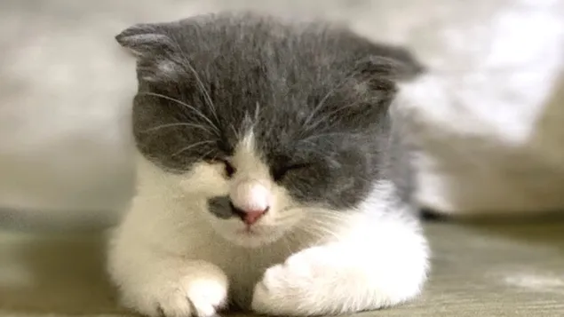 lqT lsktlndy ynm fy l'ryk@ ltnzyl