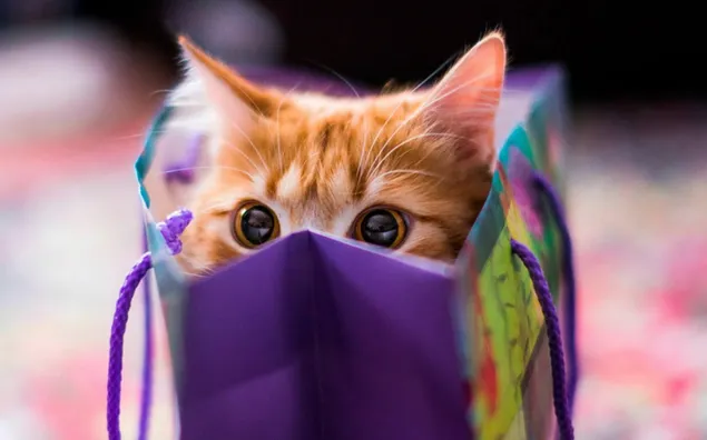 Kitty, kitten, cat, cuteness, funny, bag HD wallpaper